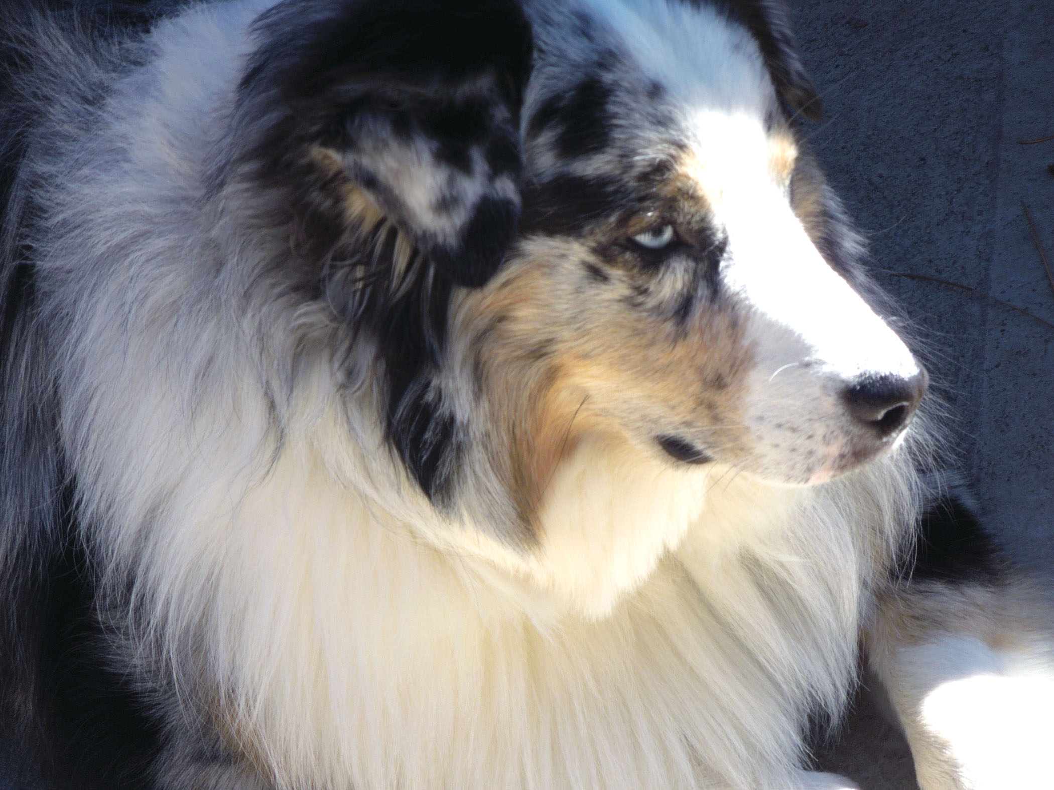 Is there any dog more beautiful than an Australian shepherd?