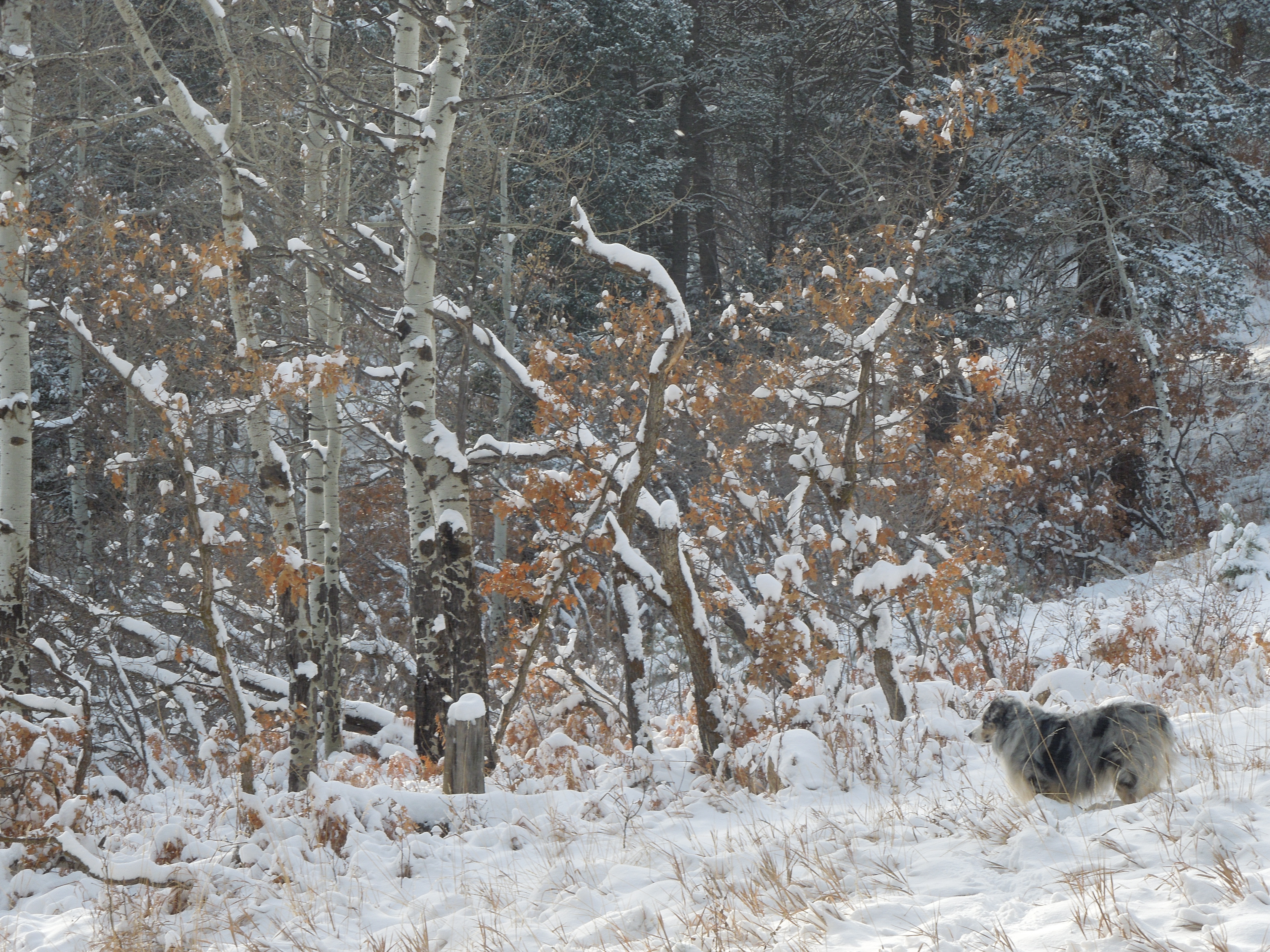 A walk in the Colorado woods on Christmas Day