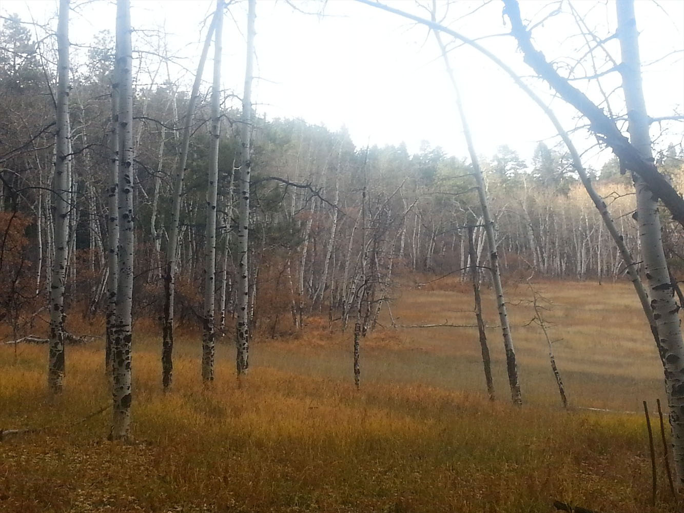 Autumn hike among the golden leaves in the Pike National Forest