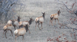 Part of the elk herd milling about tonight