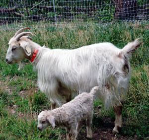 Even this gentle cashmere goat has the "mama bear" instinct. Though she was afraid of our Jack Russell terrier prior to becoming a mother, she now rushes at the dog every time it is in the vicinity of her kid. She recognizes the pup as a predator, and rightly so. Her selfless mother love easily trumps her onetime fear.