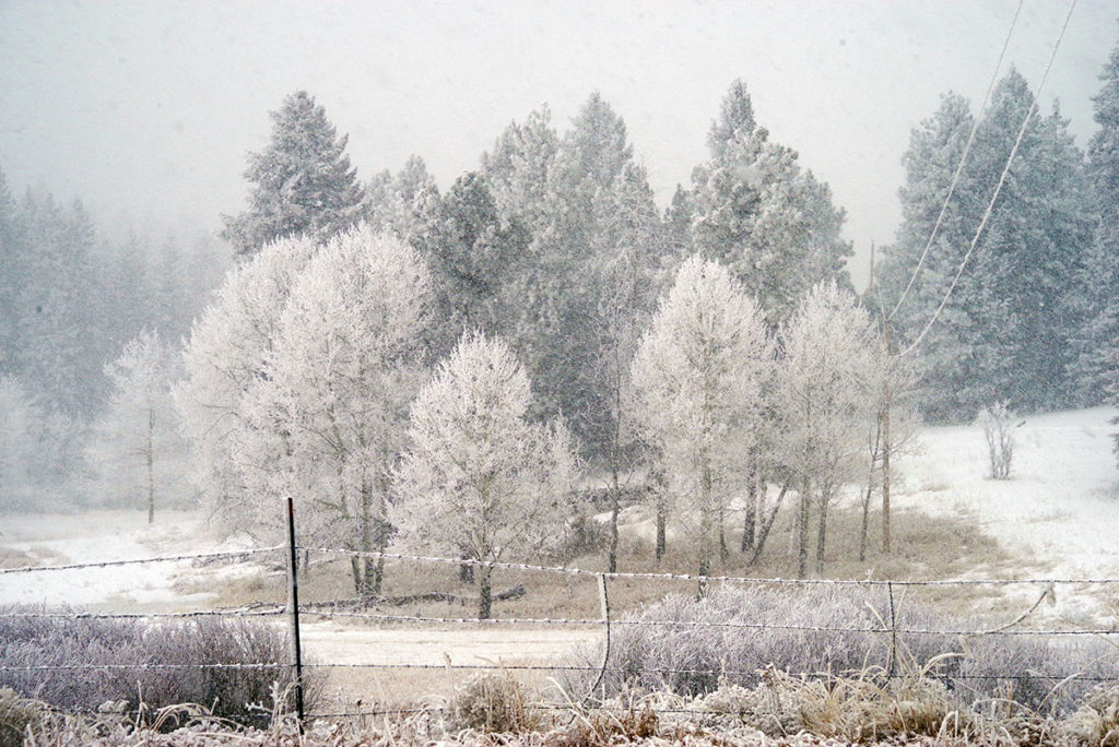 Frozen fog weaves beautiful lacy patterns on the branches and needles of our evergreens. Lavish white icy highlights showcase our bare-branched, yet hauntingly beautiful winter aspens and meticulously, artistically traces its way over each blade of grass and line of fencing.