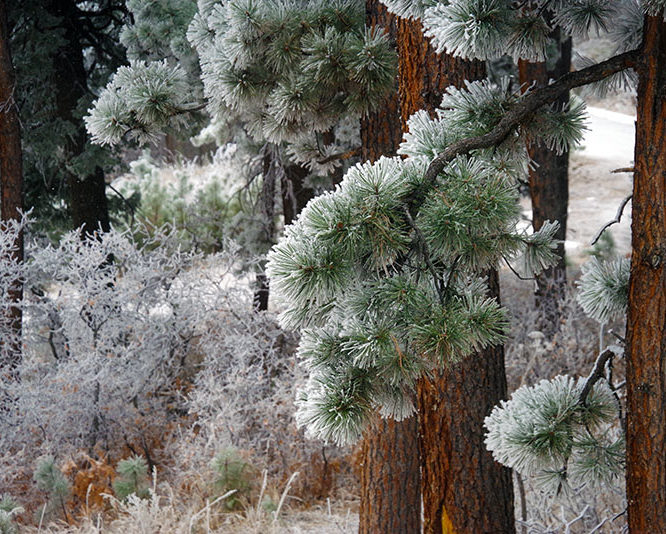 The peaceful winter beauty here in Sedalia, Colorado