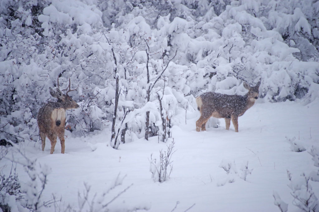 Colorado mule deer in search of food.