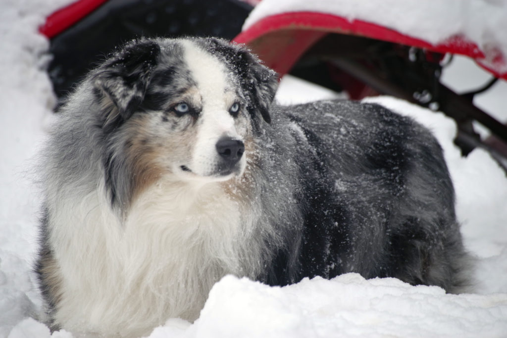 Niko, in his element at Big Dawg Farms in Colorado.