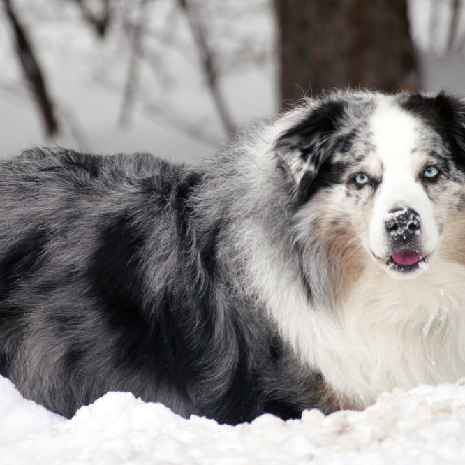 Niko of Big Dawg Farms, loving the recent Colorado snow